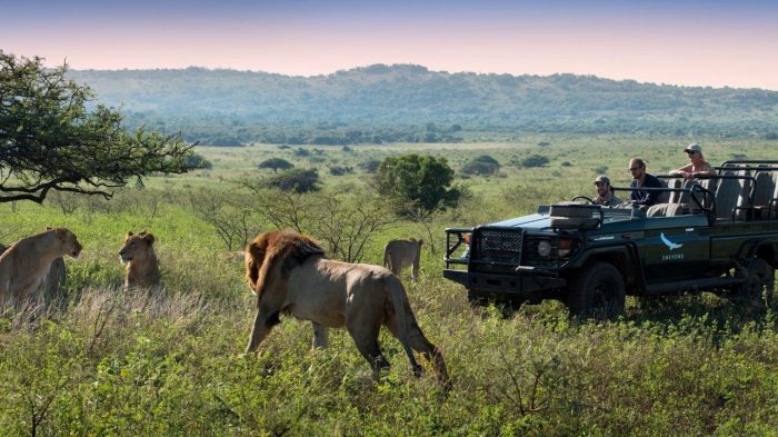 5 Best Eco-Friendly Safari Adventures in South Africa | Travel Insider